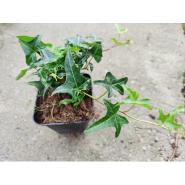 Bluszcz pospolity Sagittifolia  / Hedera Helix Sagittifolia