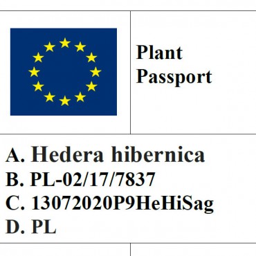 Bluszcz pospolity Sagittifolia  / Hedera Helix Sagittifolia