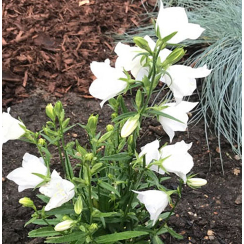 Dzwonek brzoskwiniolistny Takion White /   Campanula persicifolia Takion White 
