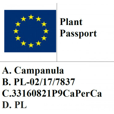 Dzwonek brzoskwiniolistny Caerulea / Campanula persicifolia Coerulea