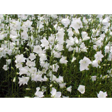 Dzwonek brzoskwiniolistny Takion White /   Campanula persicifolia Takion White 