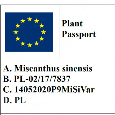 Miskant chiński Variegatus /  Miscanthus sinensis