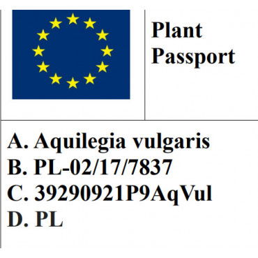 Orlik pospolity mix kolorów/ Aquilegia vulgaris
