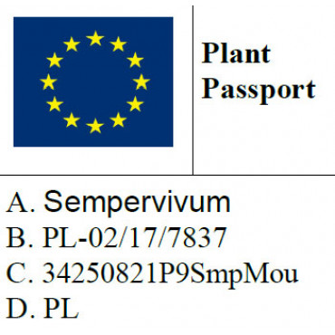 Rojnik górski / sempervivum montanum 