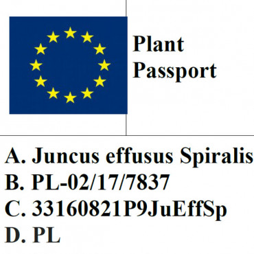 Sit rozpierzchły spiralny / Juncus effusus Spiralis