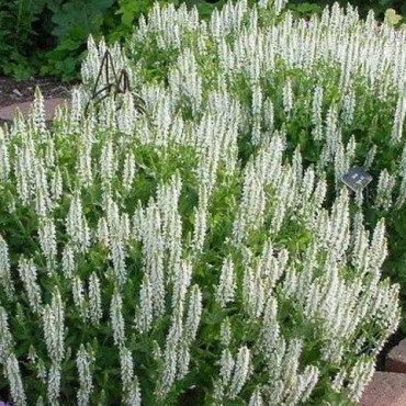 Szałwia omszona synchro White biała / Salvia nemorosa  synchro White 