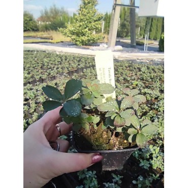 Tawuła Brzozolistna TOR  /  Spiraea betulifolia Tor