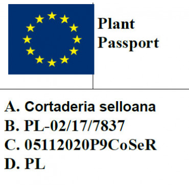Trawa pampasowa różowa / Cortaderia selloana ROSEA