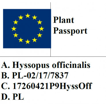Hyzop lekarski / Hyssopus officinalis