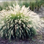 Rozplenica japońska HAMELN/  pennisetum alopecuroides Hameln