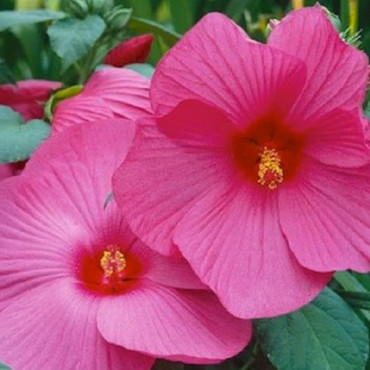 Ketmia bagienna LUNA Rose różowa/ Hibiscus moscheutos