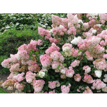 Hortensja bukietowa VANILLE-FRAISE / Hydrangea paniculata 