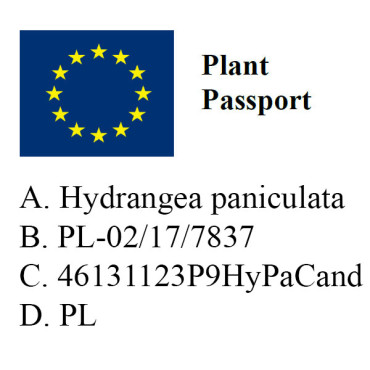 Hortensja bukietowa CANDLELIGHT / Hydrangea paniculata 
