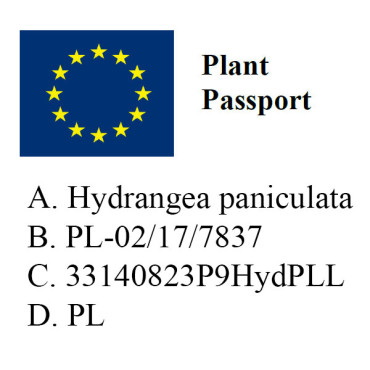 Hortensja bukietowa limelight / Hydrangea paniculata 