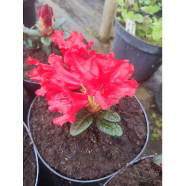 Rhododendron Scarlet Wonder czerwony C3