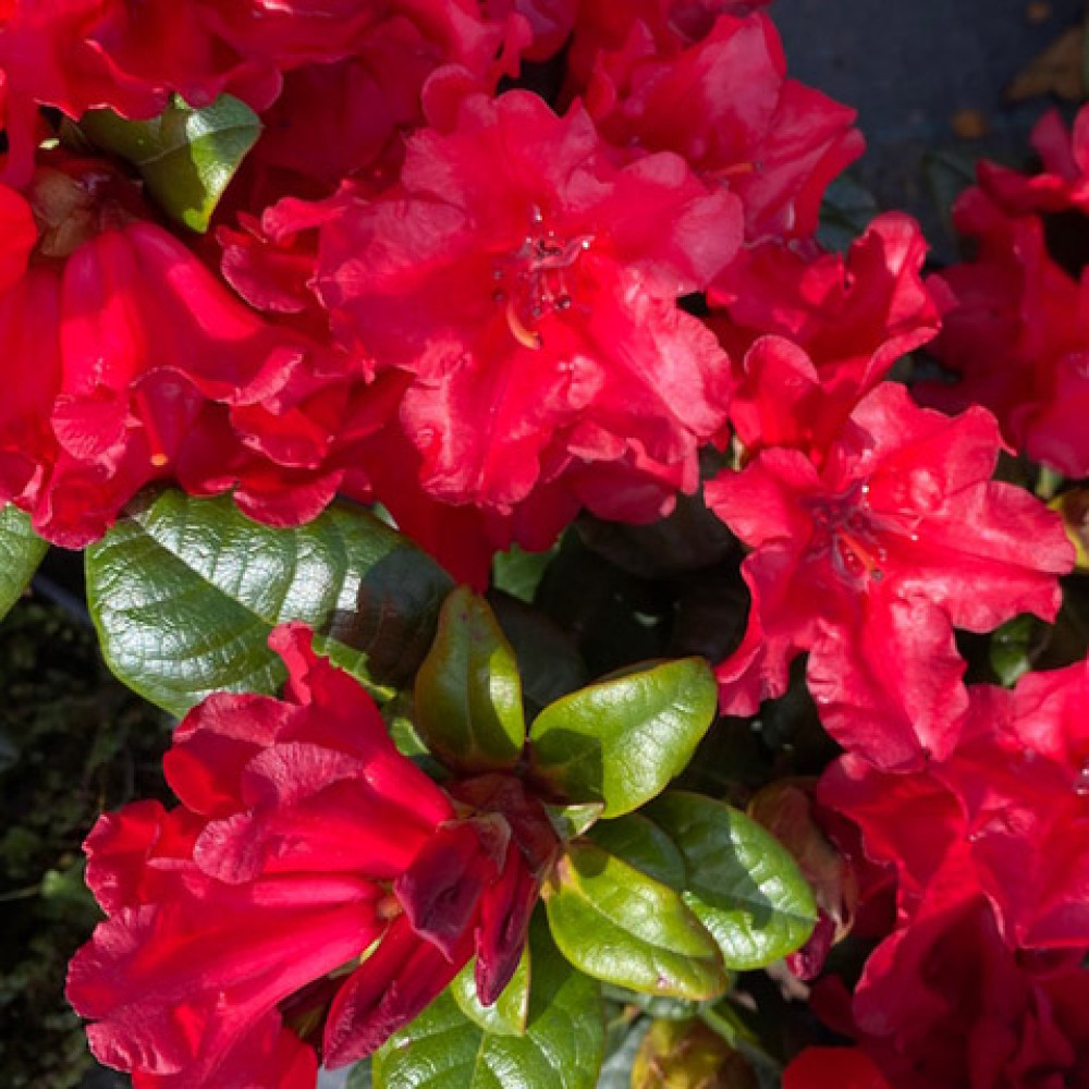 Rhododendron Scarlet Wonder czerwony C3