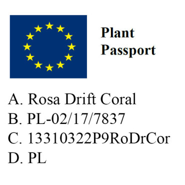 Róża okrywowa  Drift Coral/  Rosa Drift Coral