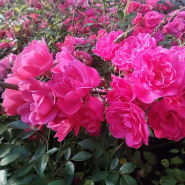 Róża okrywowa Pink Fairy/ Rosa