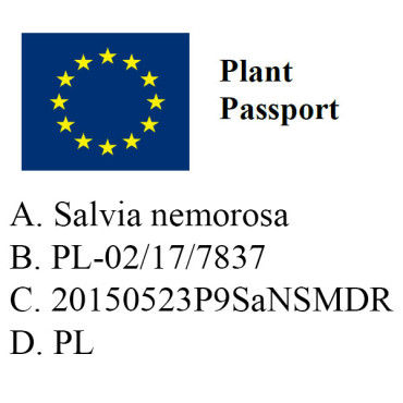 Szałwia omszona sensation medium DEEP ROSE/  Salvia nemorosa sensation medium  DEEP ROSE 