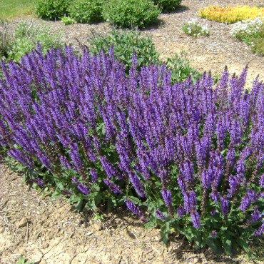 Szałwia omszona Sensation Medium Violet fioletowa/  Salvia nemorosa 