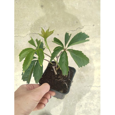 Winobluszcz pięciolistkowy/ Parthenocissus quinquefolia