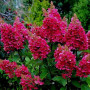 Hortensja bukietowa Wim's Red / Hydrangea paniculata 