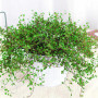 muelenbekia / Muehlenbeckia complexa