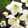 Ciemiernik niger  Helleborus niger  – elegancja zimowego ogrodu P9